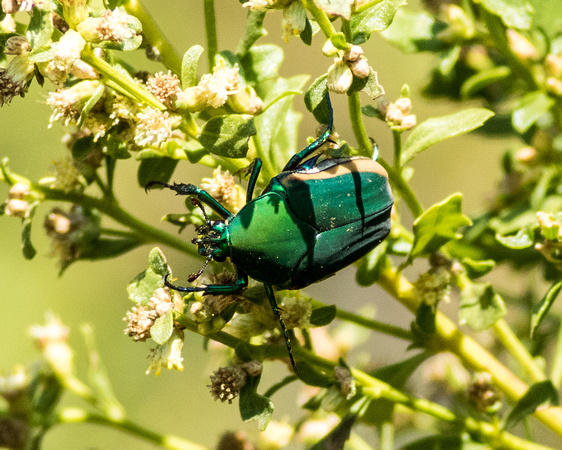 Figeater beetle