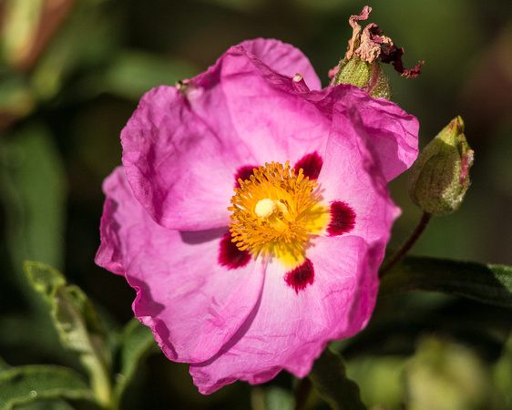 Purple-flowered Rock Rose