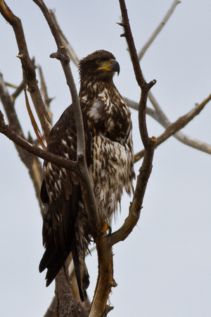 Bald Eagle (juvenile)