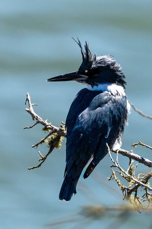 Belted Kingfisher