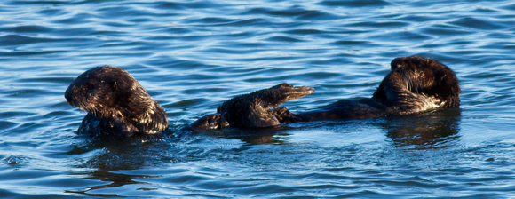 Californian sea otters