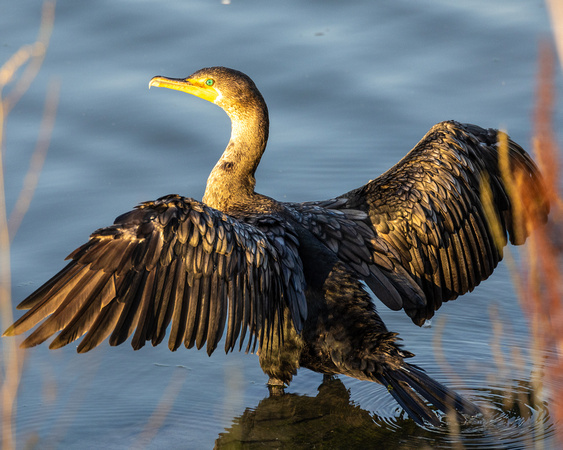 Double-crested Cormorant