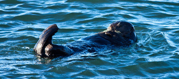 Californian sea otter