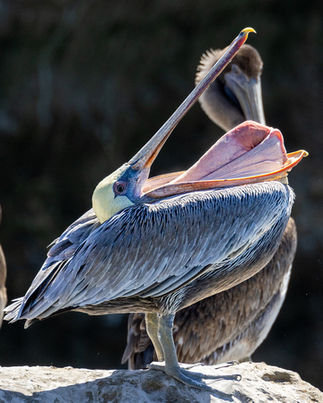 Brown Pelican