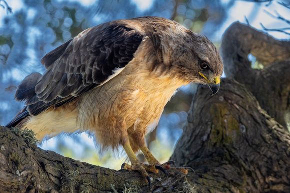 Red-tailed hawk