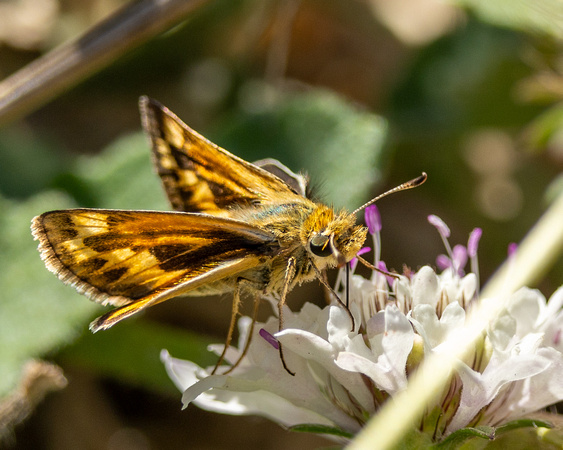 Fiery skipper