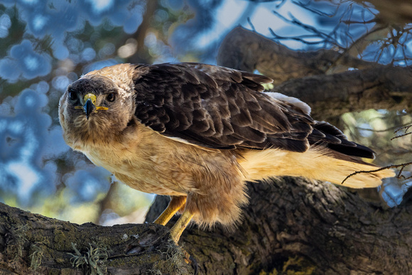 Red-tailed hawk