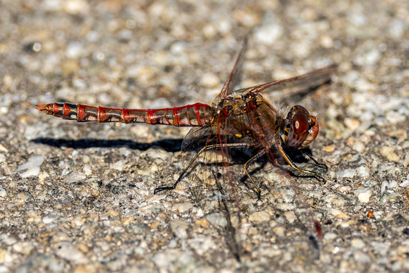 Variegated Meadowhawk