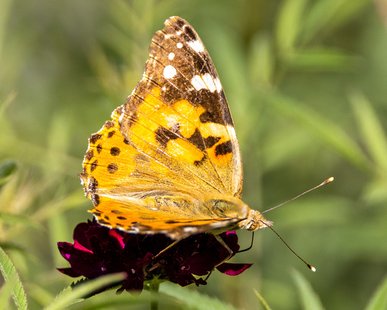 Painted Lady