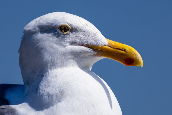 California Gull